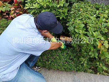 南边镇绿化施药灭鼠