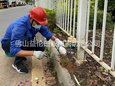 大塘红火蚁防治工程